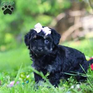 Layla, Havapoo Puppy